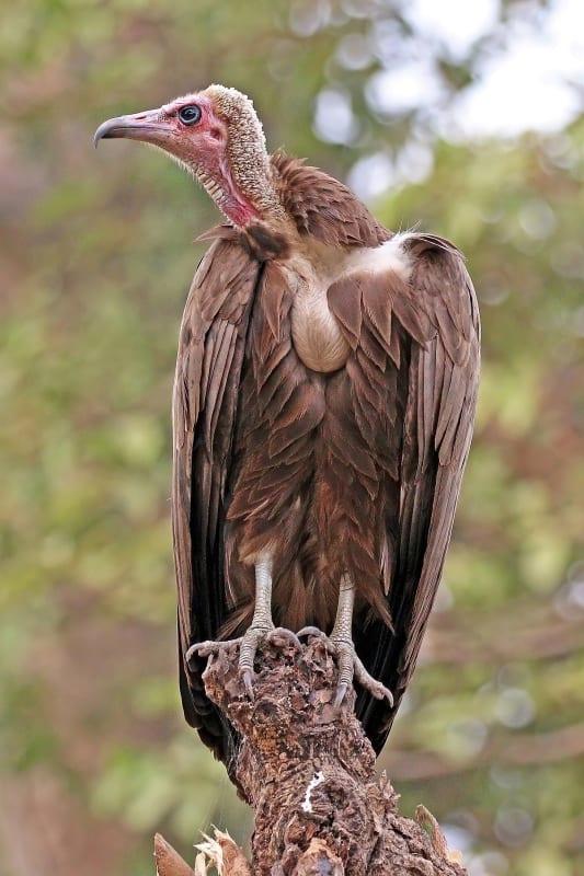 Vulture