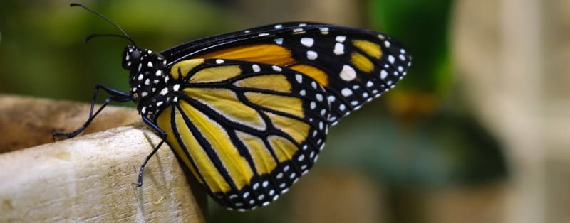 Academy of Natural Sciences of Drexel University