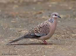 Spotted Dove