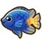 Damselfish
