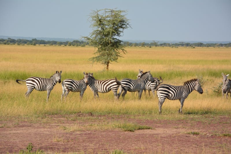 Explore the Wonders of Tanzania with Foot Slopes Tours
