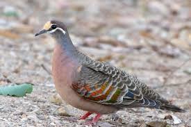 Common Bronzewing