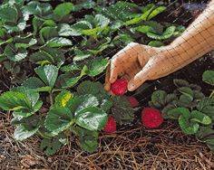 Purchase insect/bird nets