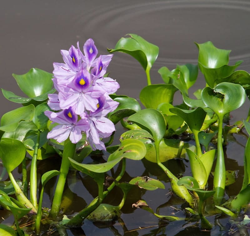Water hyacinth
