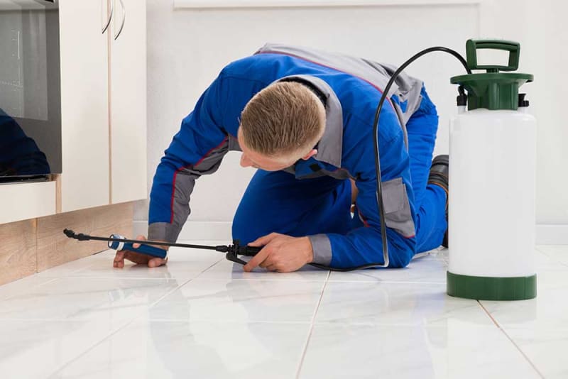 Best Pest Control Gold Coast