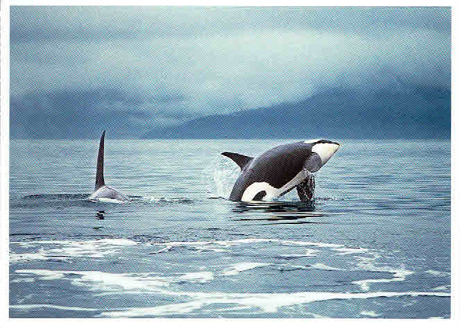 Seattle Orca Whales