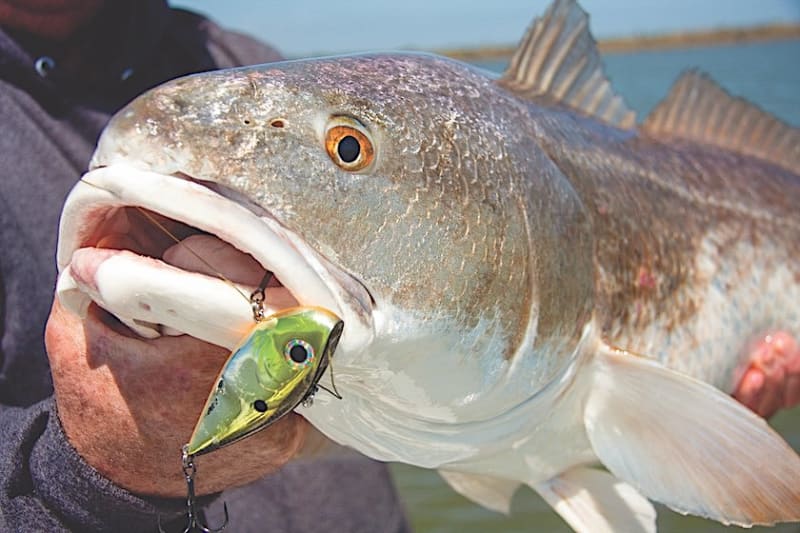 Fish List