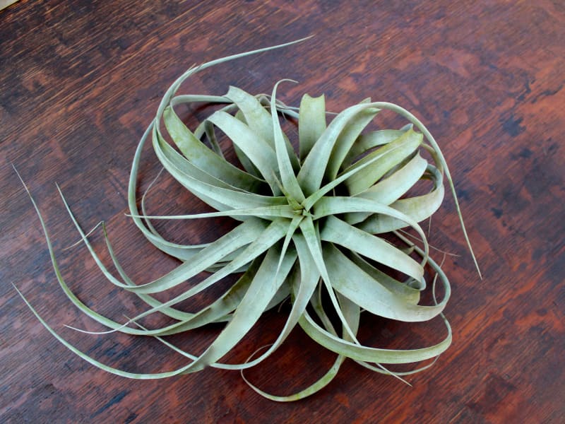 Air Plant (Tillandsia)