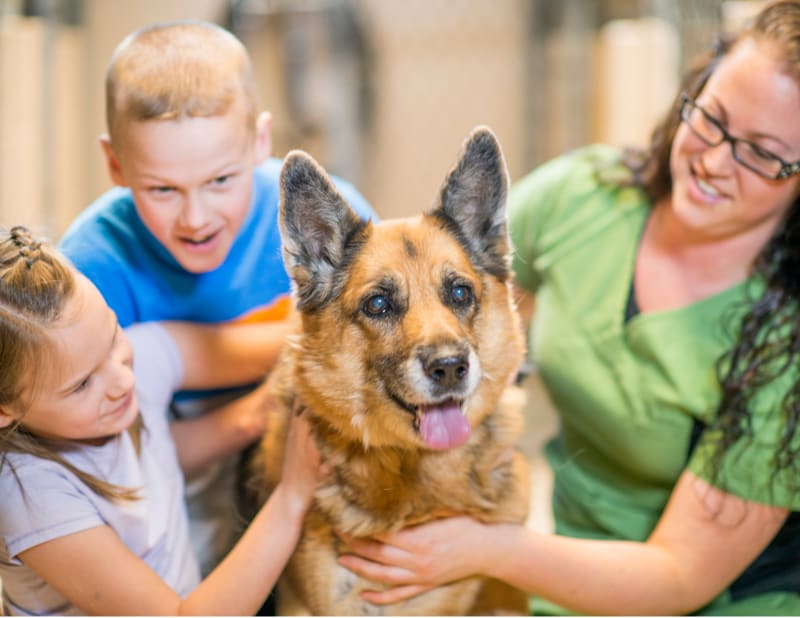 Volunteer at a local animal shelter