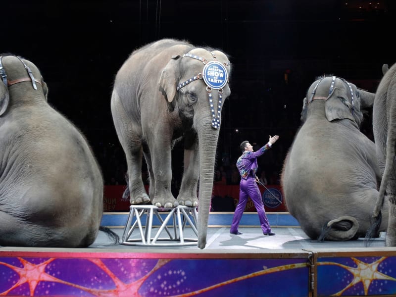 Attend a circus or carnival