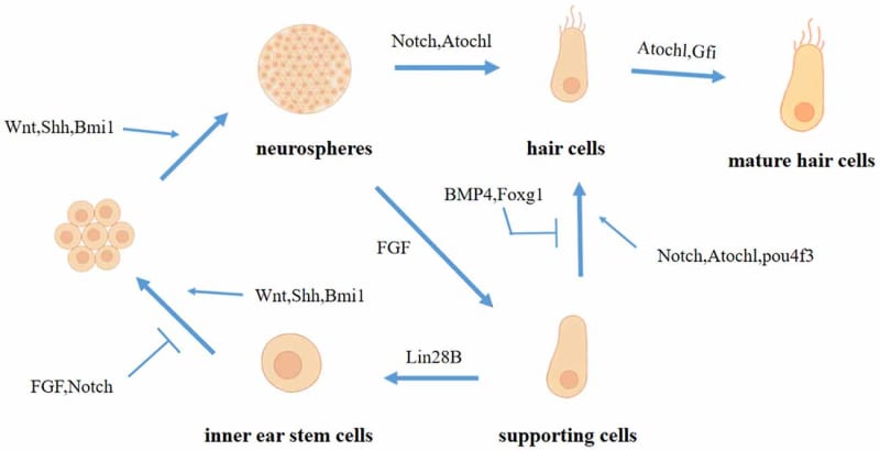 3 - Hair cell regeneration
